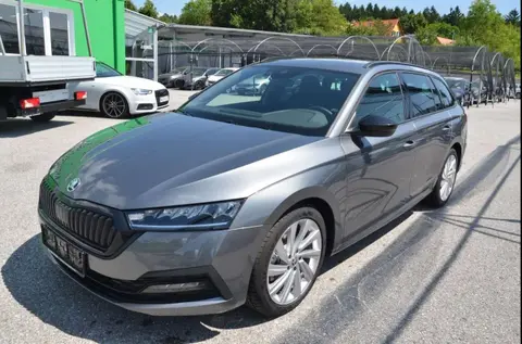 Annonce SKODA OCTAVIA Diesel 2024 d'occasion 