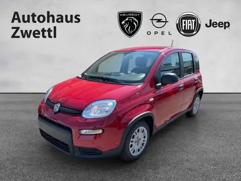 Annonce FIAT PANDA Essence 2024 d'occasion 