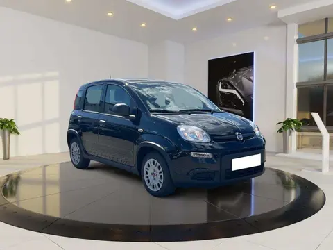 Annonce FIAT PANDA Essence 2024 d'occasion 