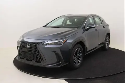 Used LEXUS NX Hybrid 2024 Ad 