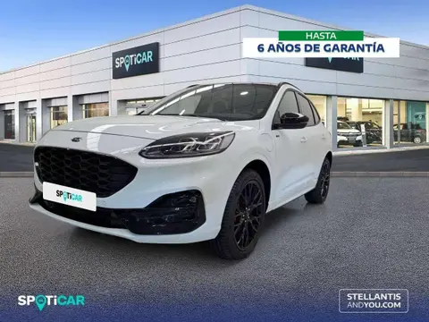 Used FORD KUGA Hybrid 2023 Ad 