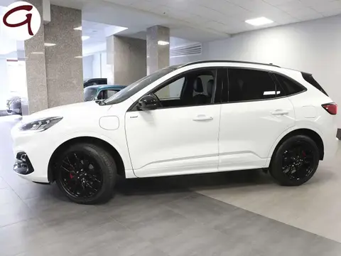 Used FORD KUGA Hybrid 2023 Ad 