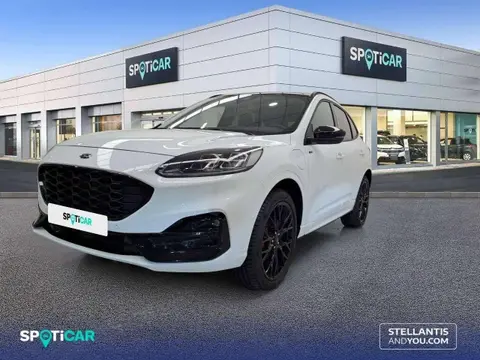 Used FORD KUGA Hybrid 2023 Ad 