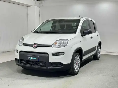 Annonce FIAT PANDA Essence 2024 d'occasion 