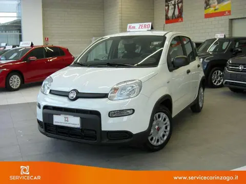 Used FIAT PANDA Hybrid 2024 Ad Italy