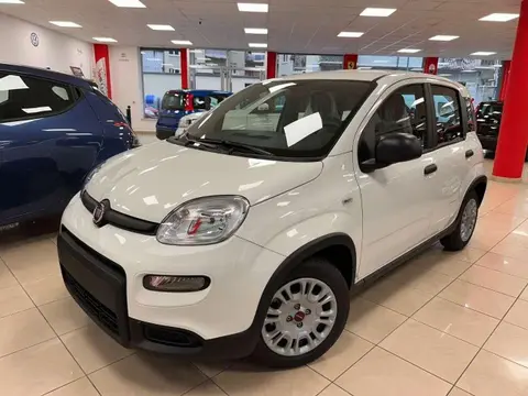 Used FIAT PANDA Hybrid 2024 Ad 