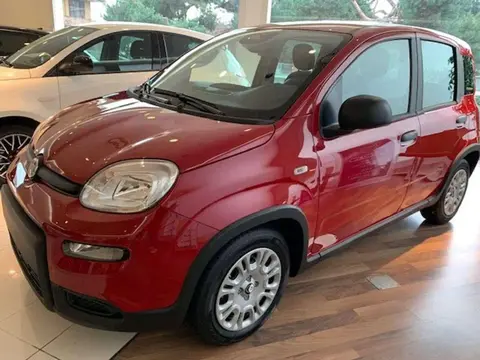 Used FIAT PANDA Hybrid 2024 Ad 