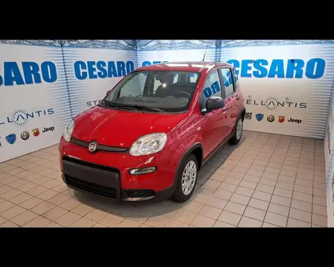 Used FIAT PANDA Hybrid 2024 Ad 