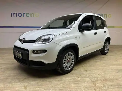 Used FIAT PANDA Hybrid 2024 Ad 