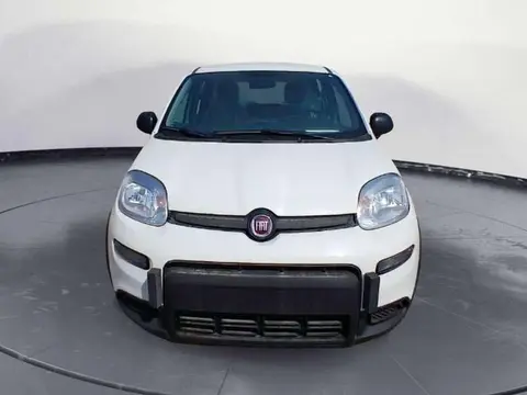 Used FIAT PANDA Hybrid 2024 Ad 