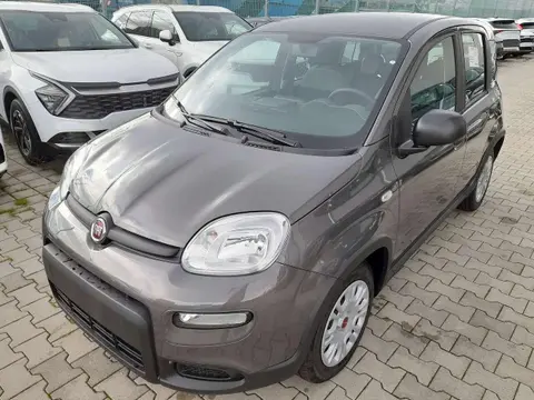 Used FIAT PANDA Petrol 2024 Ad 