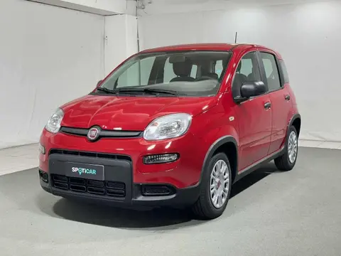 Used FIAT PANDA Hybrid 2024 Ad 