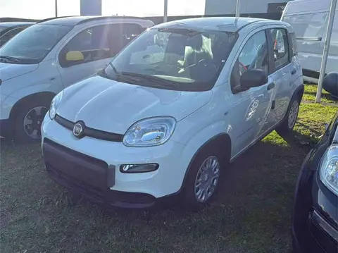 Annonce FIAT PANDA Essence 2024 d'occasion 