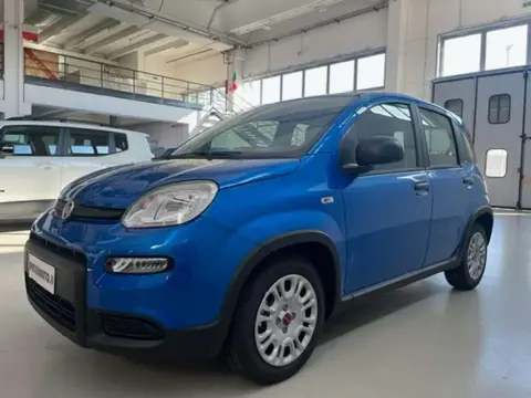 Used FIAT PANDA Hybrid 2024 Ad 