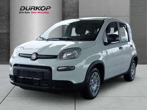 Annonce FIAT PANDA Essence 2024 d'occasion 