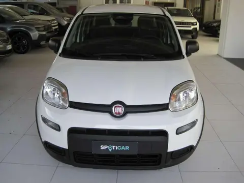 Used FIAT PANDA Hybrid 2024 Ad 