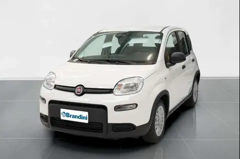 Used FIAT PANDA Hybrid 2024 Ad 