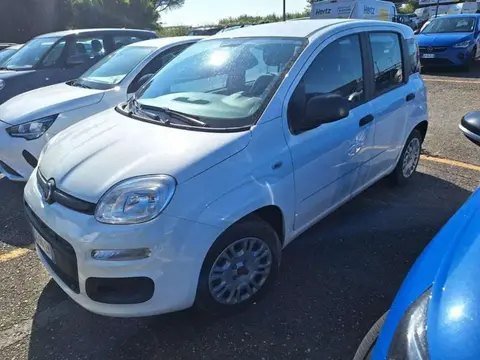 Used FIAT PANDA Hybrid 2022 Ad 