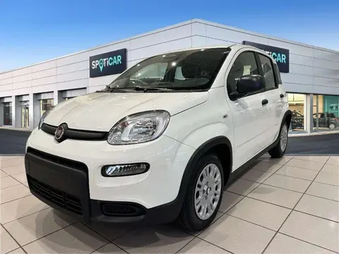 Used FIAT PANDA Hybrid 2024 Ad 