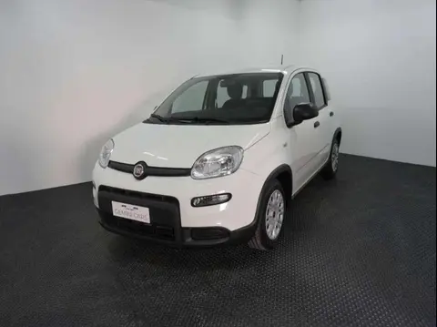 Used FIAT PANDA Hybrid 2024 Ad 