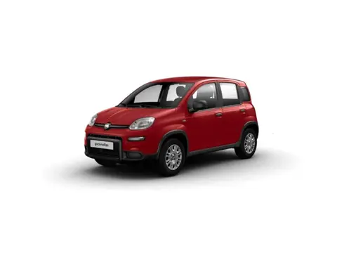 Used FIAT PANDA Hybrid 2024 Ad 