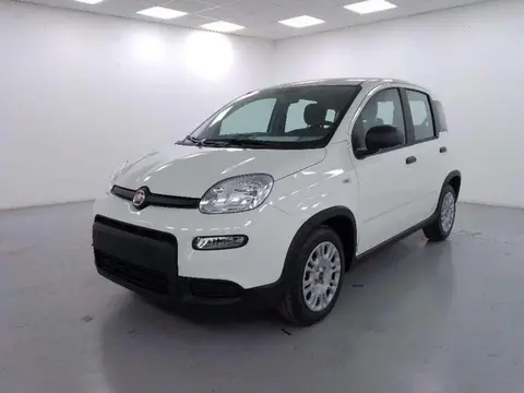 Used FIAT PANDA Hybrid 2023 Ad 