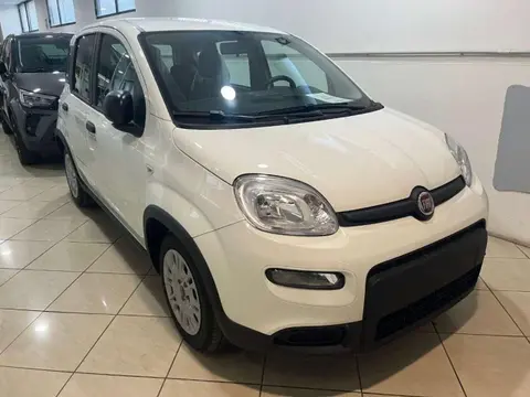 Used FIAT PANDA Petrol 2024 Ad 