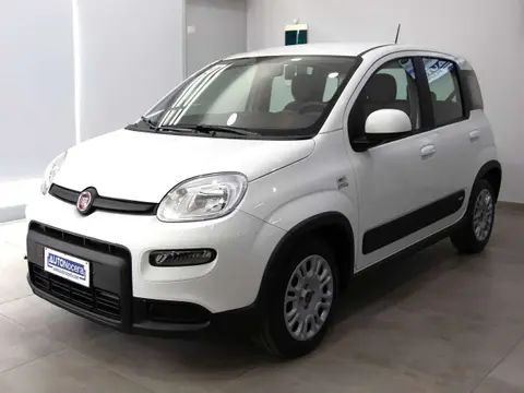 Used FIAT PANDA Hybrid 2023 Ad Italy