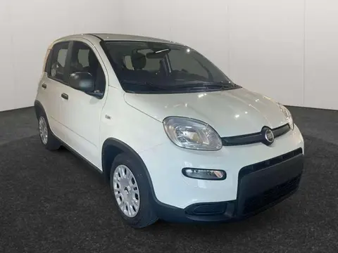 Used FIAT PANDA Hybrid 2024 Ad 