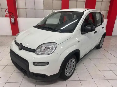 Used FIAT PANDA Hybrid 2024 Ad 