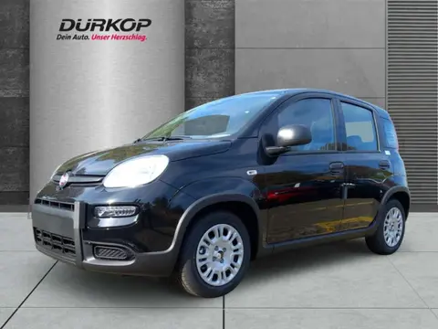 Used FIAT PANDA Hybrid 2024 Ad 