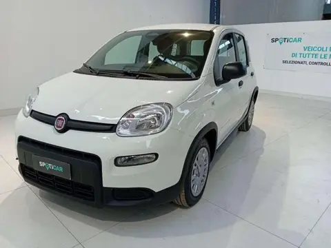 Used FIAT PANDA Hybrid 2024 Ad 