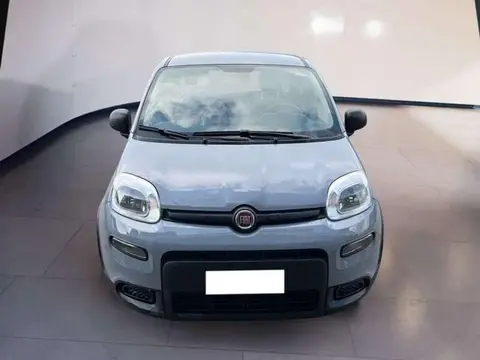 Used FIAT PANDA Hybrid 2022 Ad 