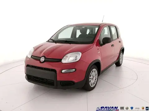 Used FIAT PANDA Hybrid 2024 Ad 