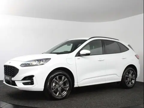 Used FORD KUGA Hybrid 2023 Ad 