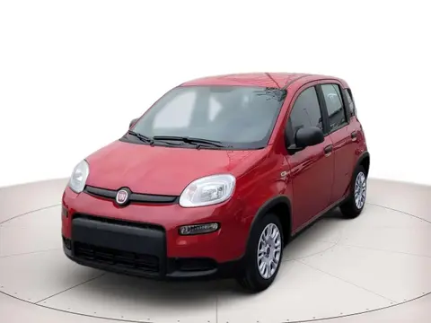 Used FIAT PANDA Hybrid 2024 Ad 