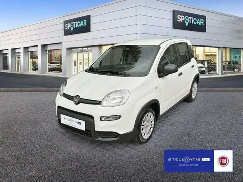 Used FIAT PANDA Petrol 2024 Ad 