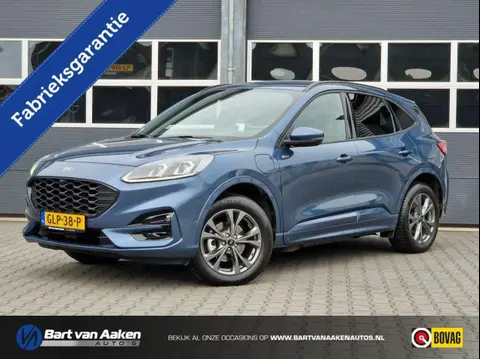 Annonce FORD KUGA Hybride 2023 d'occasion 