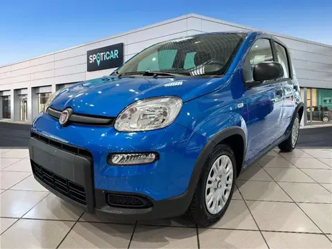 Used FIAT PANDA Hybrid 2024 Ad 