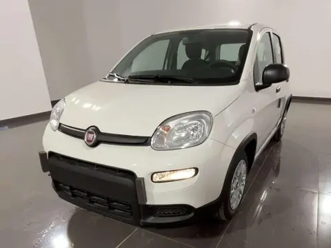 Used FIAT PANDA Hybrid 2024 Ad 