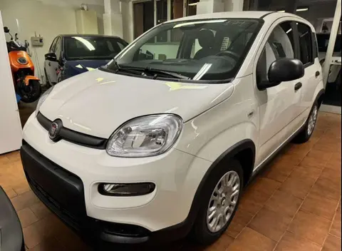 Used FIAT PANDA Hybrid 2024 Ad 