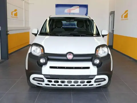 Used FIAT PANDA Petrol 2023 Ad 