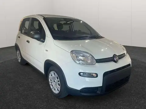 Annonce FIAT PANDA Hybride 2024 d'occasion 