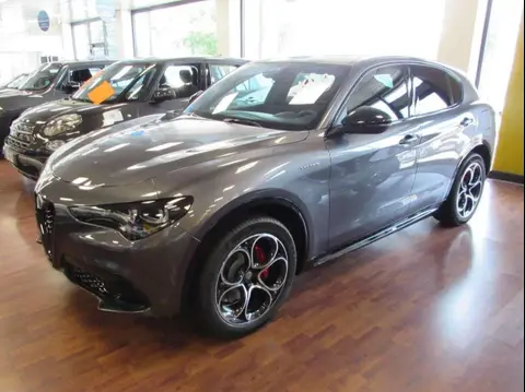 Annonce ALFA ROMEO STELVIO Diesel 2024 d'occasion 