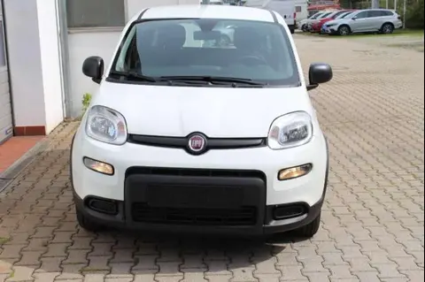 Used FIAT PANDA Petrol 2024 Ad 