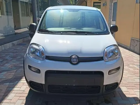 Used FIAT PANDA Hybrid 2024 Ad 