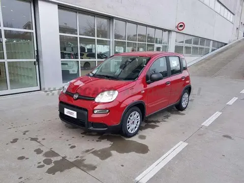 Used FIAT PANDA Hybrid 2024 Ad 