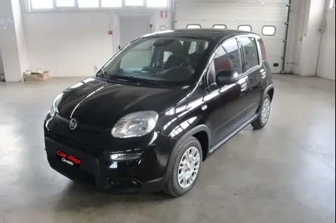 Used FIAT PANDA Hybrid 2024 Ad 