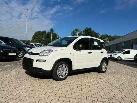 Used FIAT PANDA Petrol 2024 Ad 