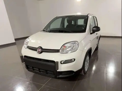 Annonce FIAT PANDA Hybride 2024 d'occasion 